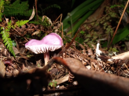 Pink Mushroom-comp